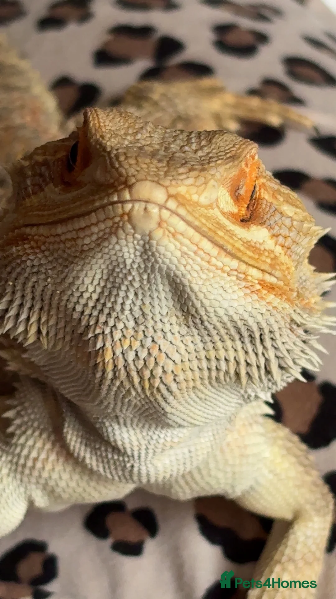 Bearded Dragon reptiles for sale: Bearded dragon and set up for sale in Liverpool - Advert 2