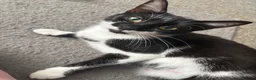 British Shorthair cats for sale: Pair British shorthair female kittens  - Advert 1