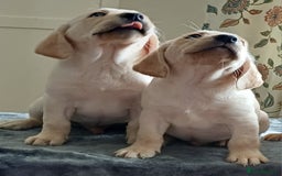 Labrador Retriever dogs for sale: PUPPIES 🐶🐾 - Image 8