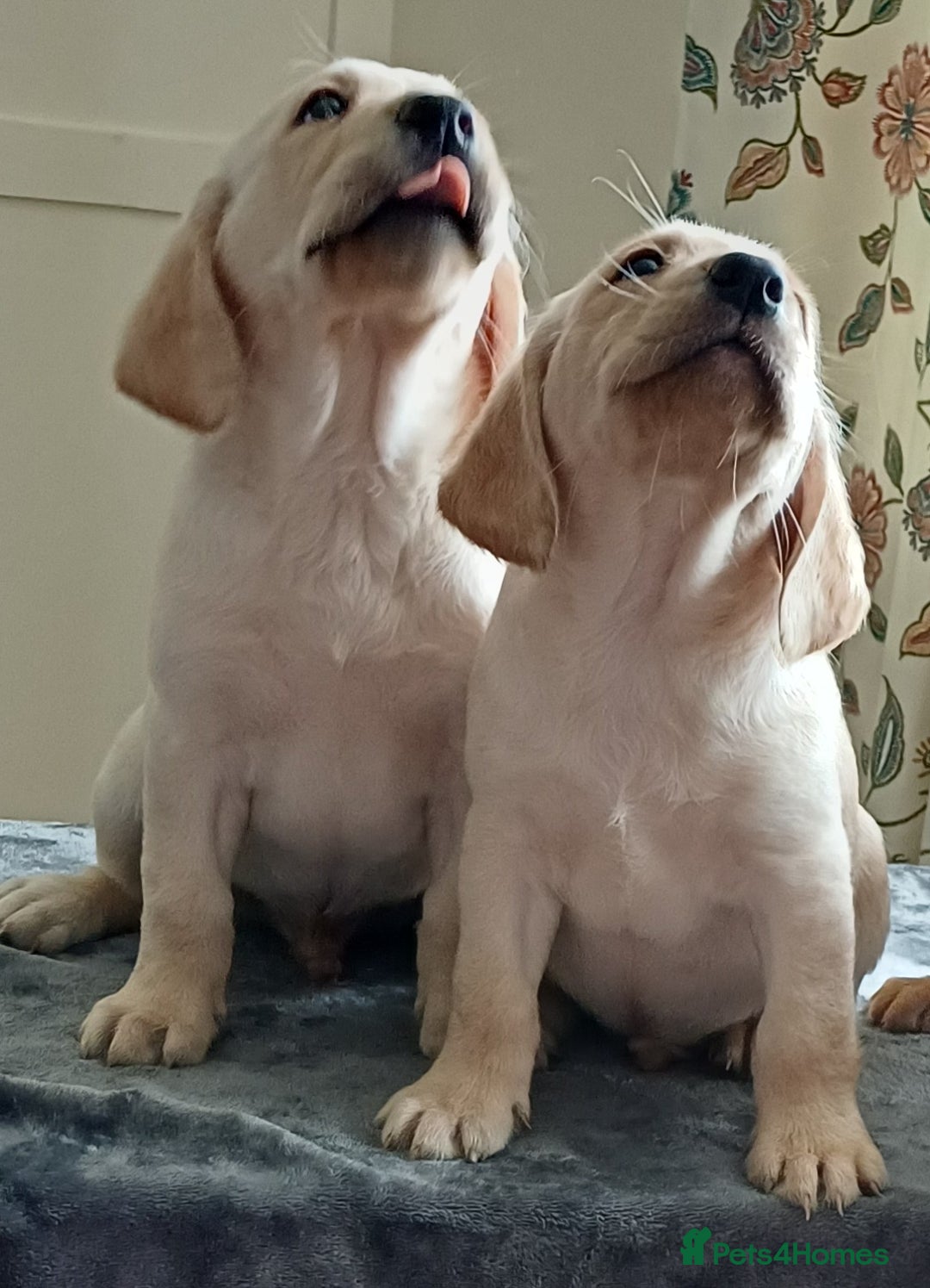 Labrador Retriever dogs for sale: PUPPIES 🐶🐾 - Image 8