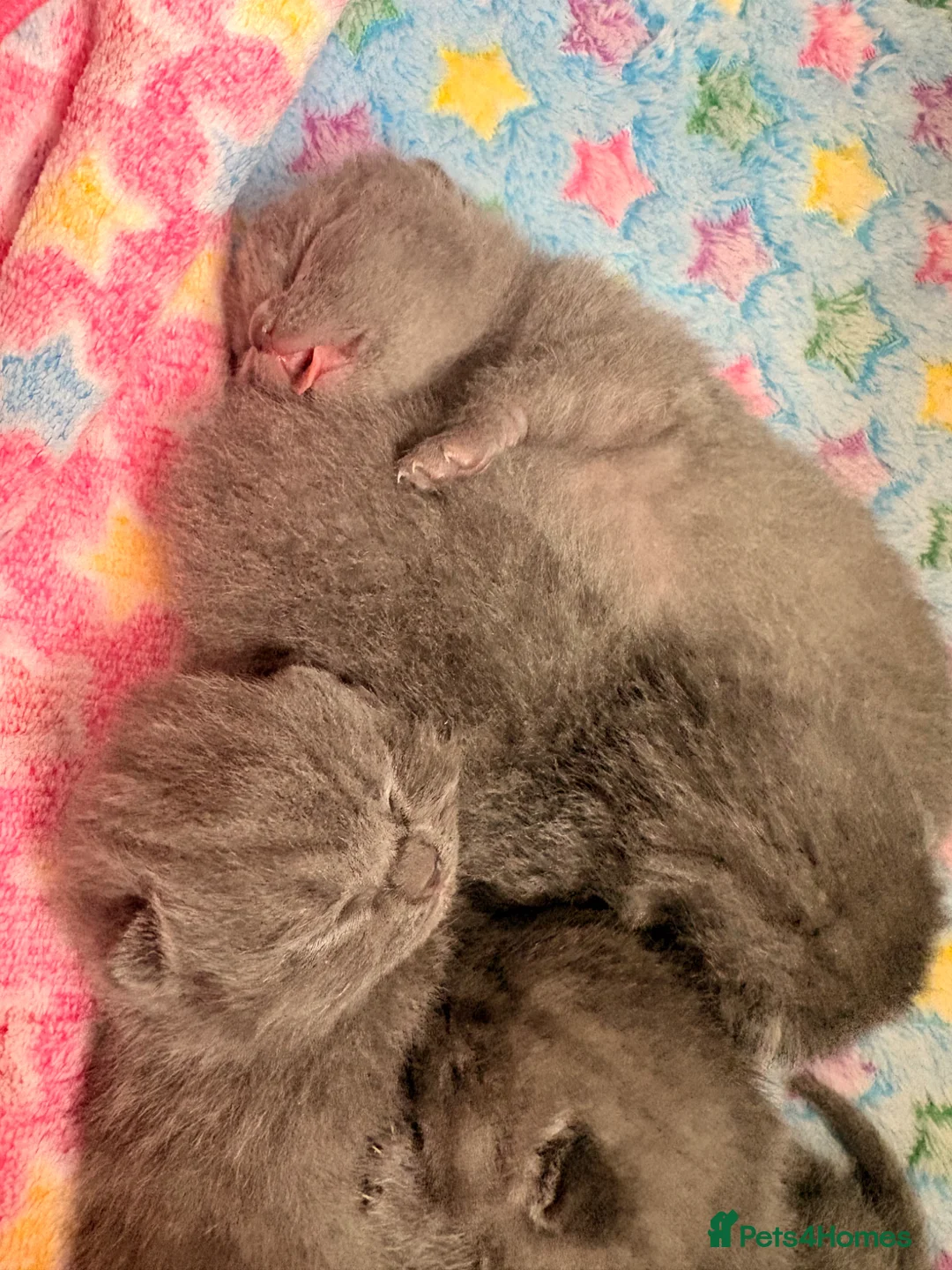 British Shorthair cats for sale: 4 British Shorthair Kittens For Sale 🐱 - Advert 2