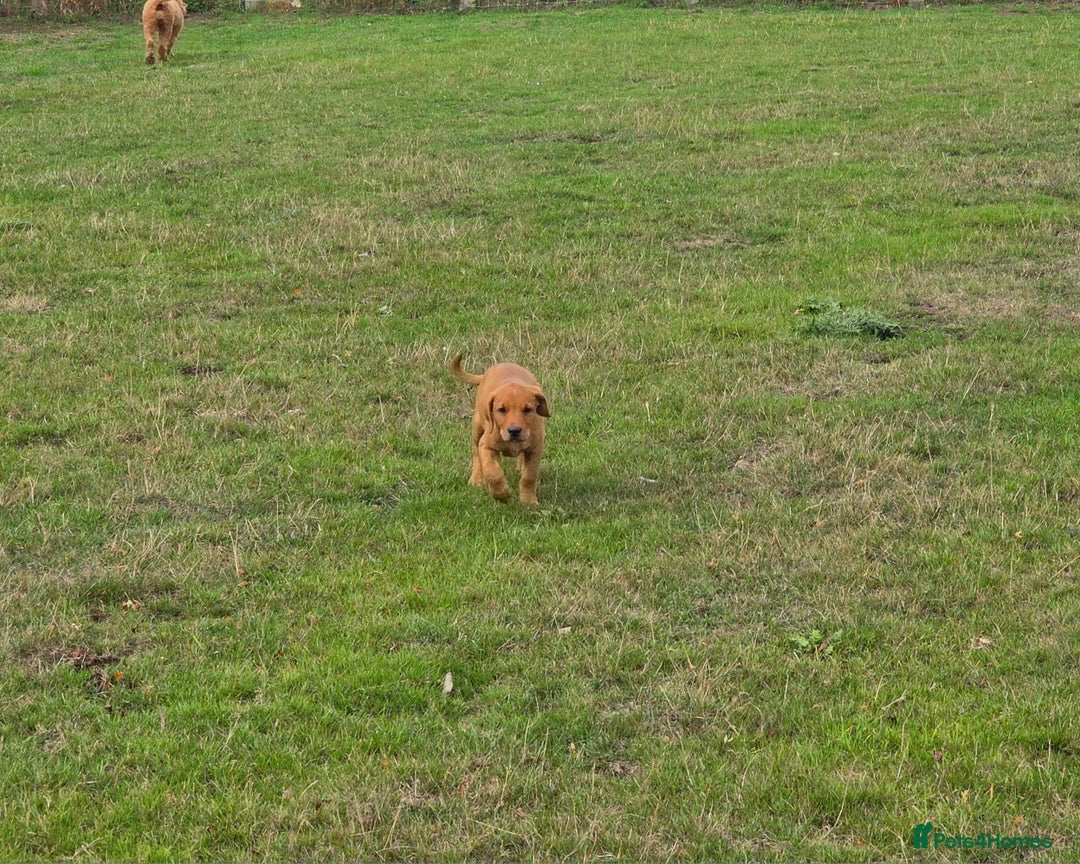 Labrador Retriever dogs for sale: KC Registered Fox Red Labrador Puppies - Image 16
