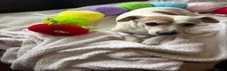 Jack Russell dogs for sale: Senior Jack Russell Terrier - Advert 5