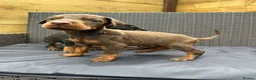 Dobermann dogs for sale: Beautiful family dobermans * 3 pups left * - Advert 4