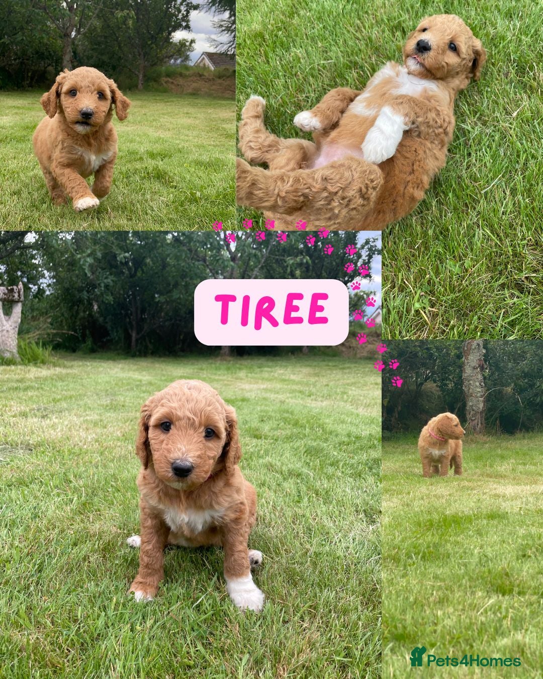 Australian Labradoodle dogs for sale: Australian Labradoodle puppies  - Image 25