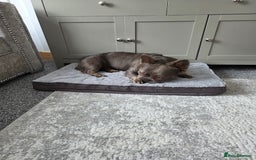 French Bulldog dogs for sale: Fluffy frenchy for rehoming - Image 7