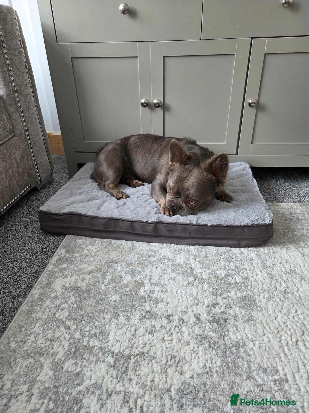 French Bulldog dogs for sale: Fluffy frenchy for rehoming - Image 7