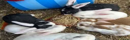 Mixed Breed rabbits for sale: Mixed lop ready to go  - Advert 9