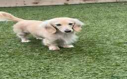 Miniature Dachshund dogs for stud: ee Cream Longhaired Miniature Dachshund for Stud in Helensburgh - Image 6