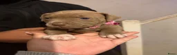 Mixed Breed dogs for sale: 6 Beautiful pups in Swanley - Advert 3