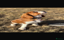 Cavalier King Charles Spaniel dogs for sale: King Charles cavalier 8 months old - Advert 3