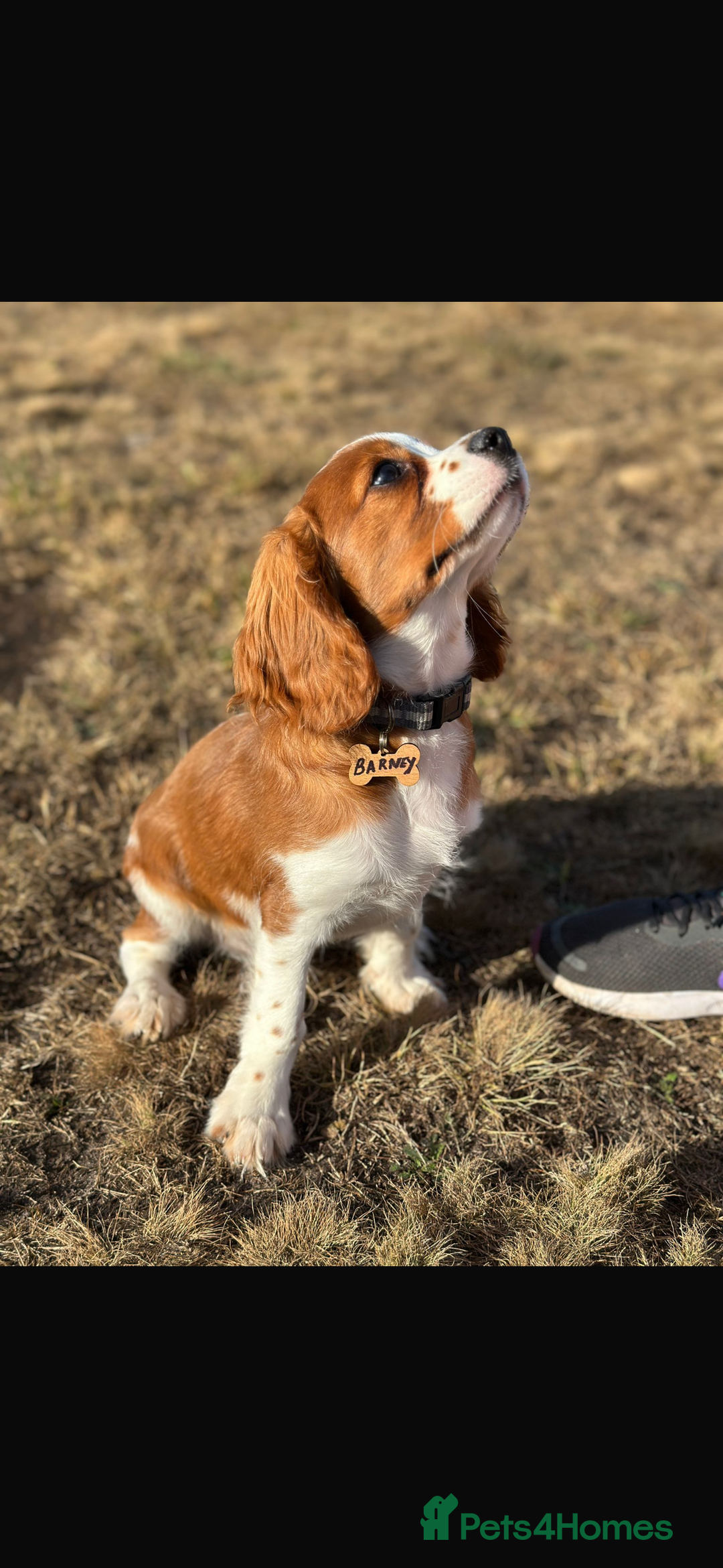 Cavalier King Charles Spaniel dogs for sale: King Charles cavalier 8 months old - Advert 3