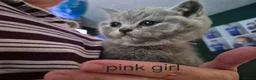 British Shorthair cats for sale: Beautiful chunky brittish short hair kittens - Advert 14