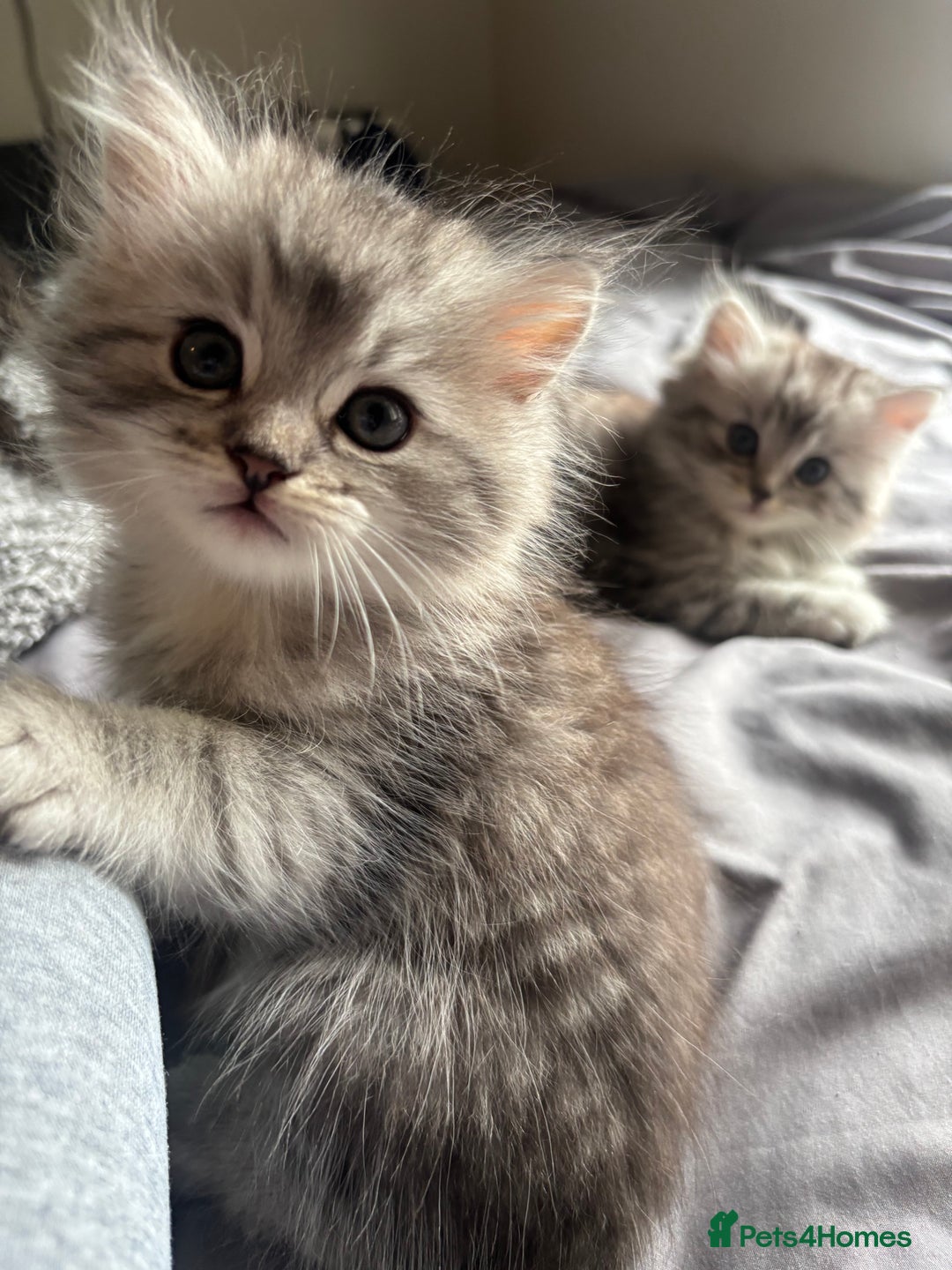 Persian cats for sale: Last 2 Boys! READY TO LEAVE - Image 6