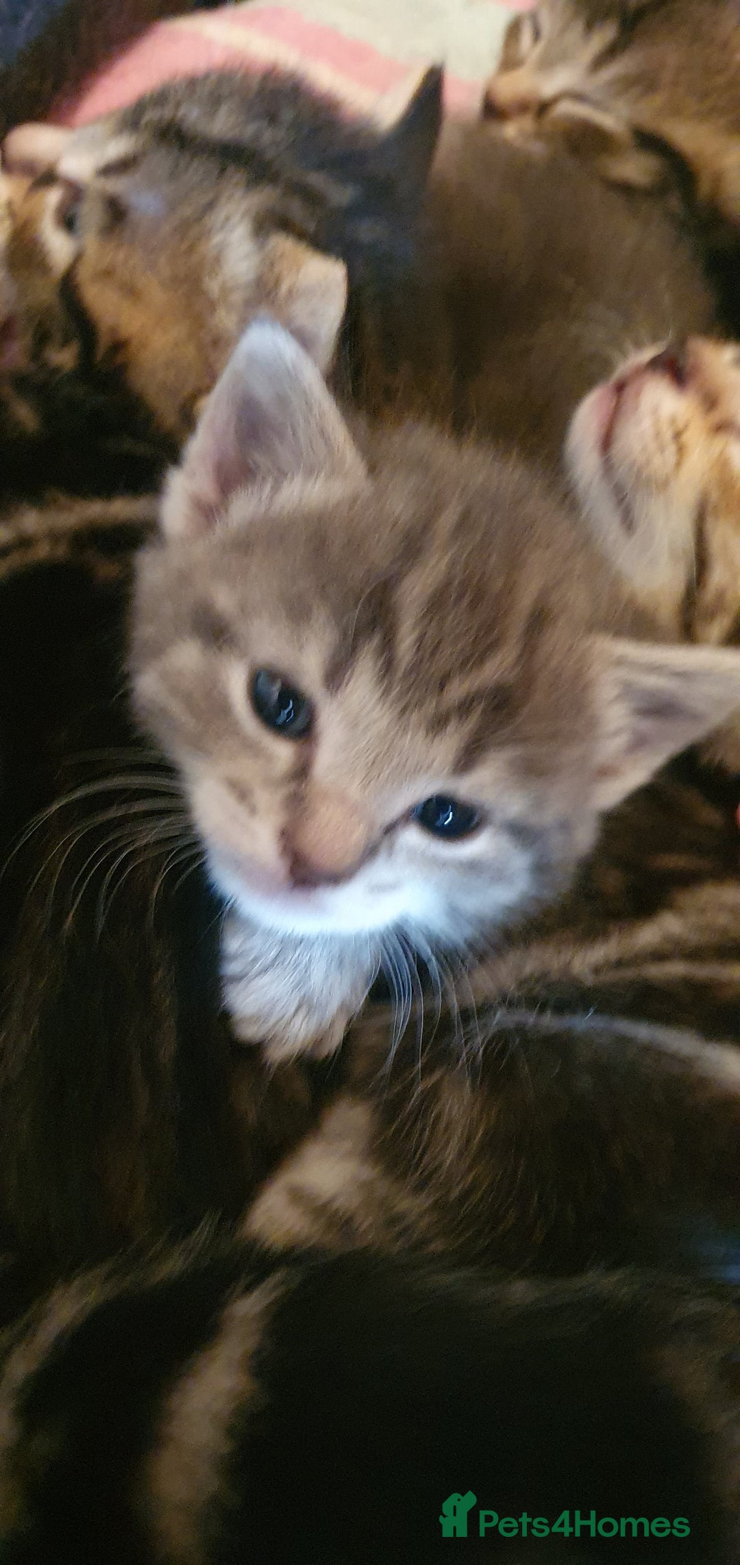 Domestic Shorthair cats for sale: 6 beautiful kitties - Advert 11