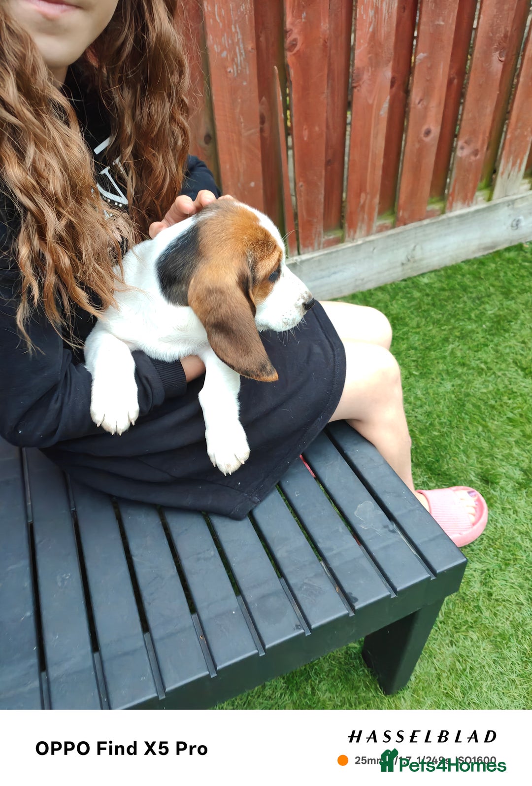 Basset Hound dogs for sale: Bassett Hound Puppies for Sale - Image 21