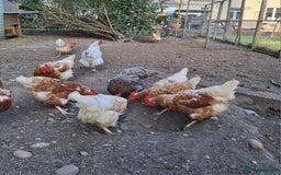 Chickens poultry for sale: Various adult hens x5 - Image 3