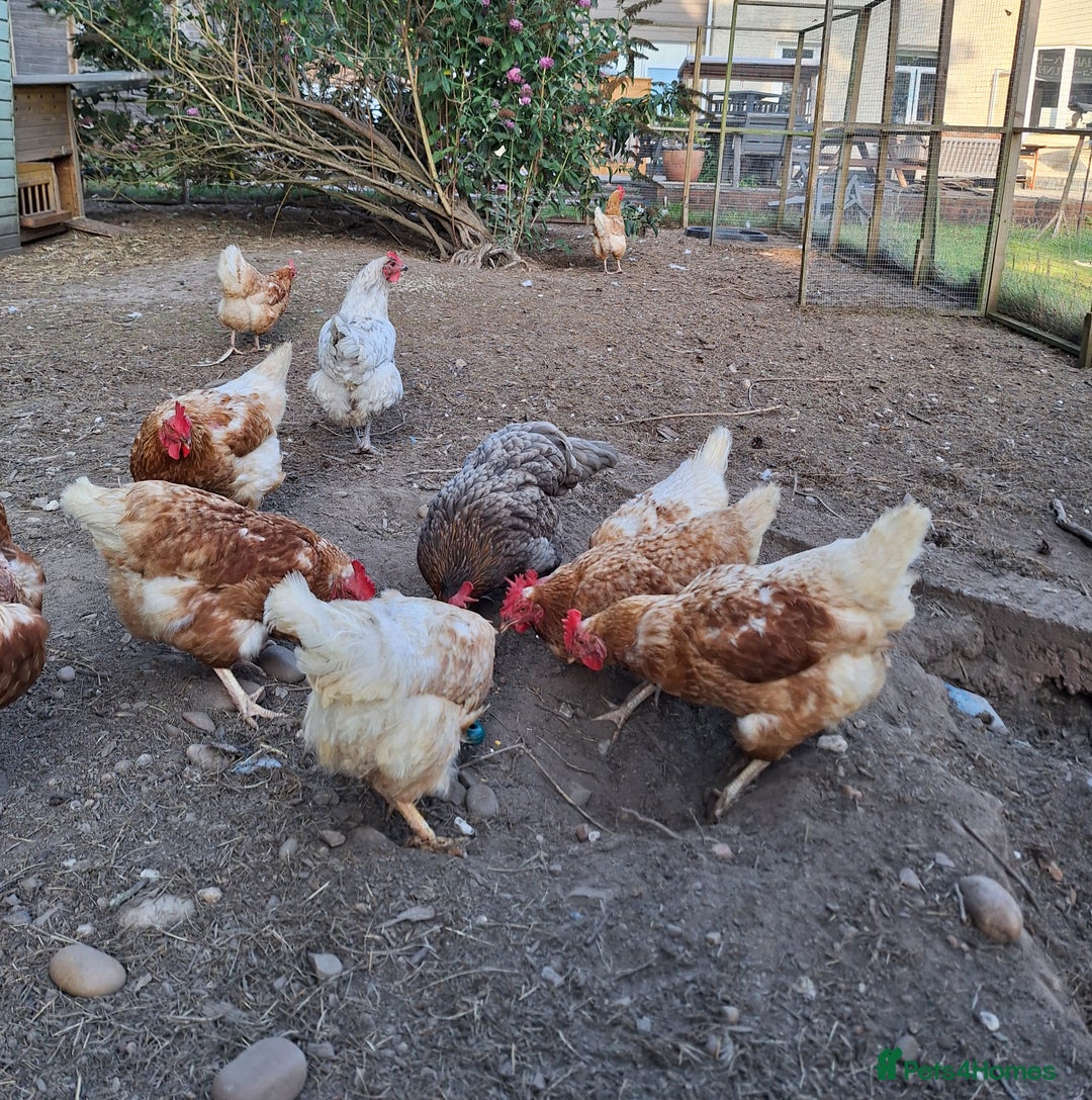Chickens poultry for sale: Various adult hens x5 - Image 3