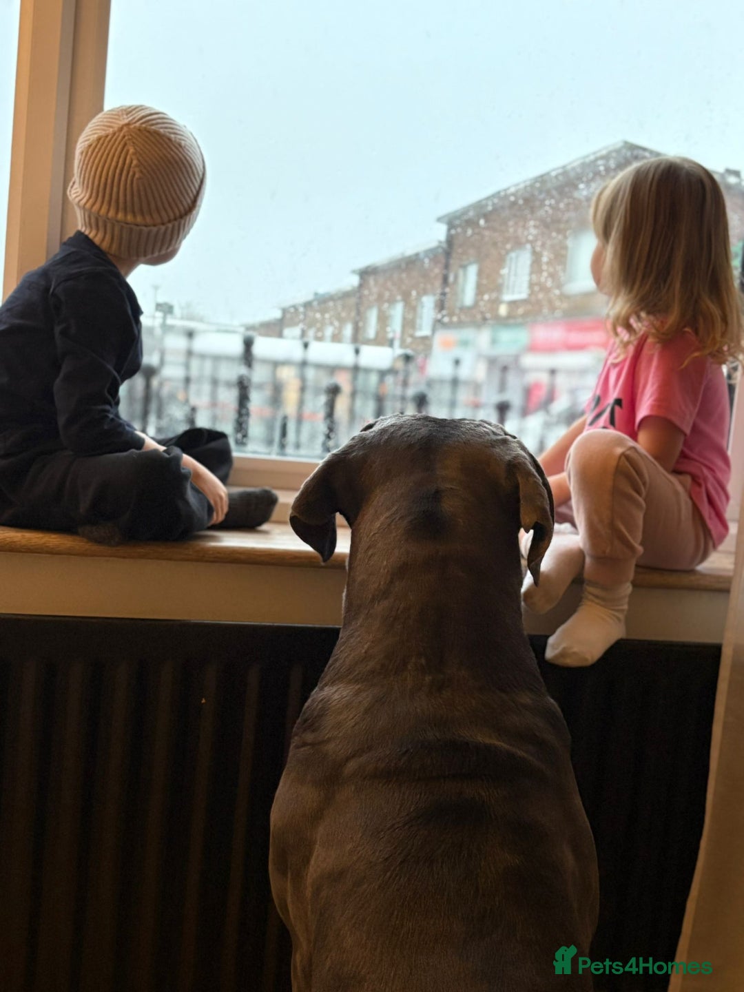 Cane Corso dogs for sale: Male cane corso 15 month old - Advert 4