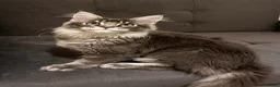 Maine Coon cats for sale: TICA Girl Maine Coon blue silver ticked  tabby - Advert 5