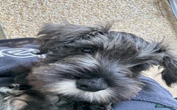 Miniature Schnauzer dogs for sale: Ready for our forever home’s miniature schnauzers  - Image 38