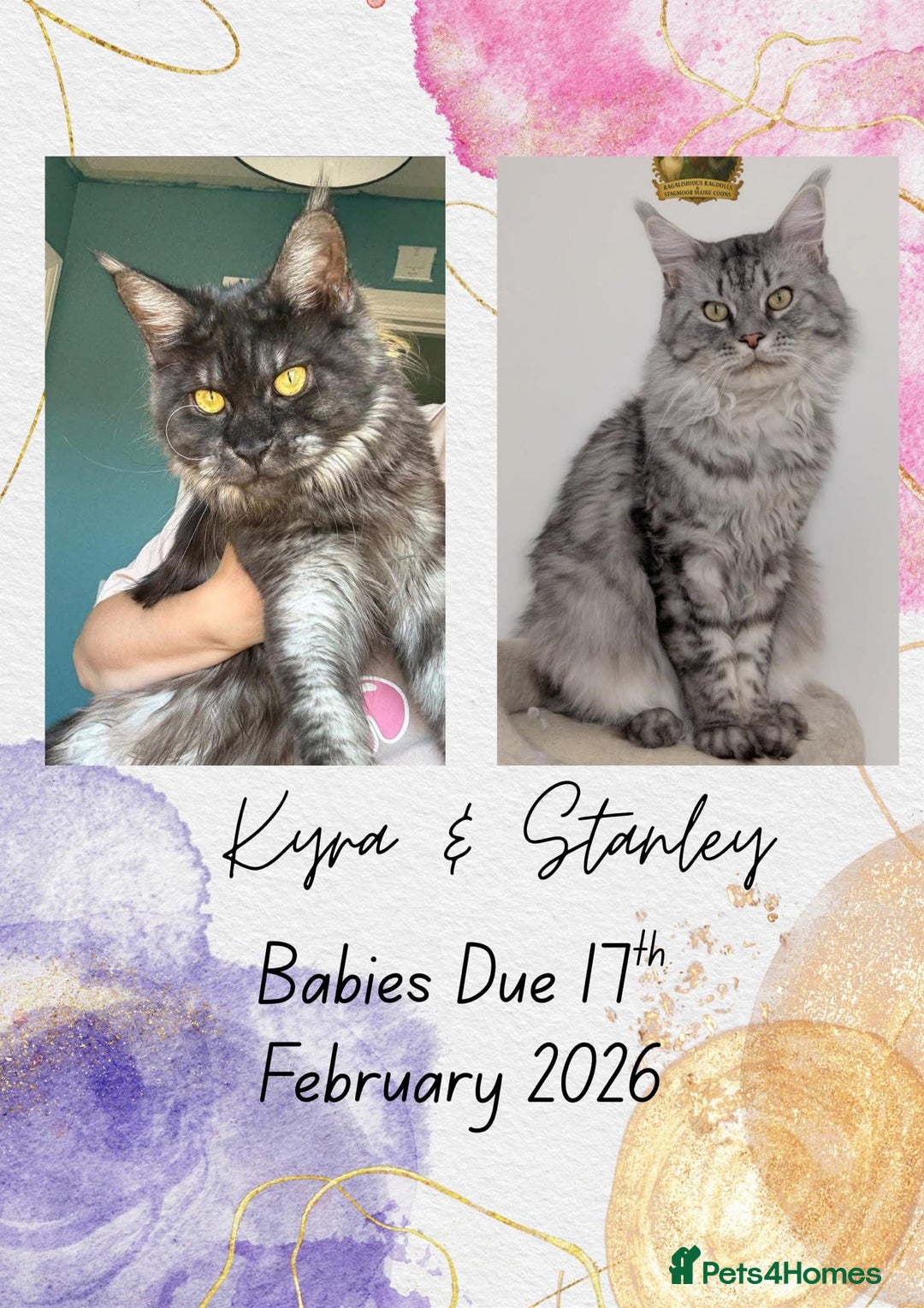 Maine Coon cats for sale: WAITING LIST OPEN-Maine Coon Kittens Due February  - Advert 1