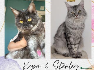 Maine Coon cats WAITING LIST OPEN-Maine Coon Kittens Due February - Advert 1