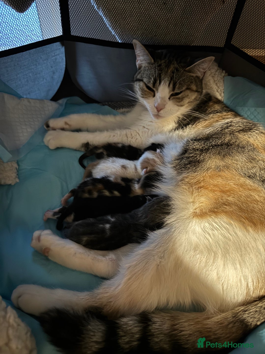 Mixed Breed cats for sale: Female kitten needs a home  - Advert 2