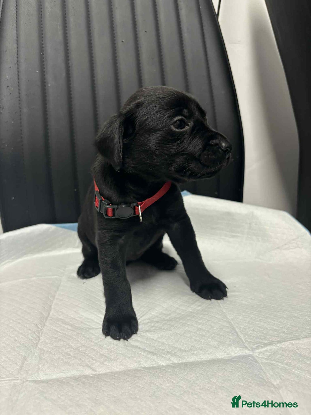 Labrador Retriever dogs for sale: Adorable KC registered fox red and black labs  - Image 9