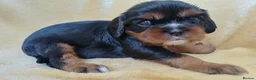 Cavalier King Charles Spaniel dogs for sale: Choc & Tan carriers - CKC Spaniel Puppies - Advert 8