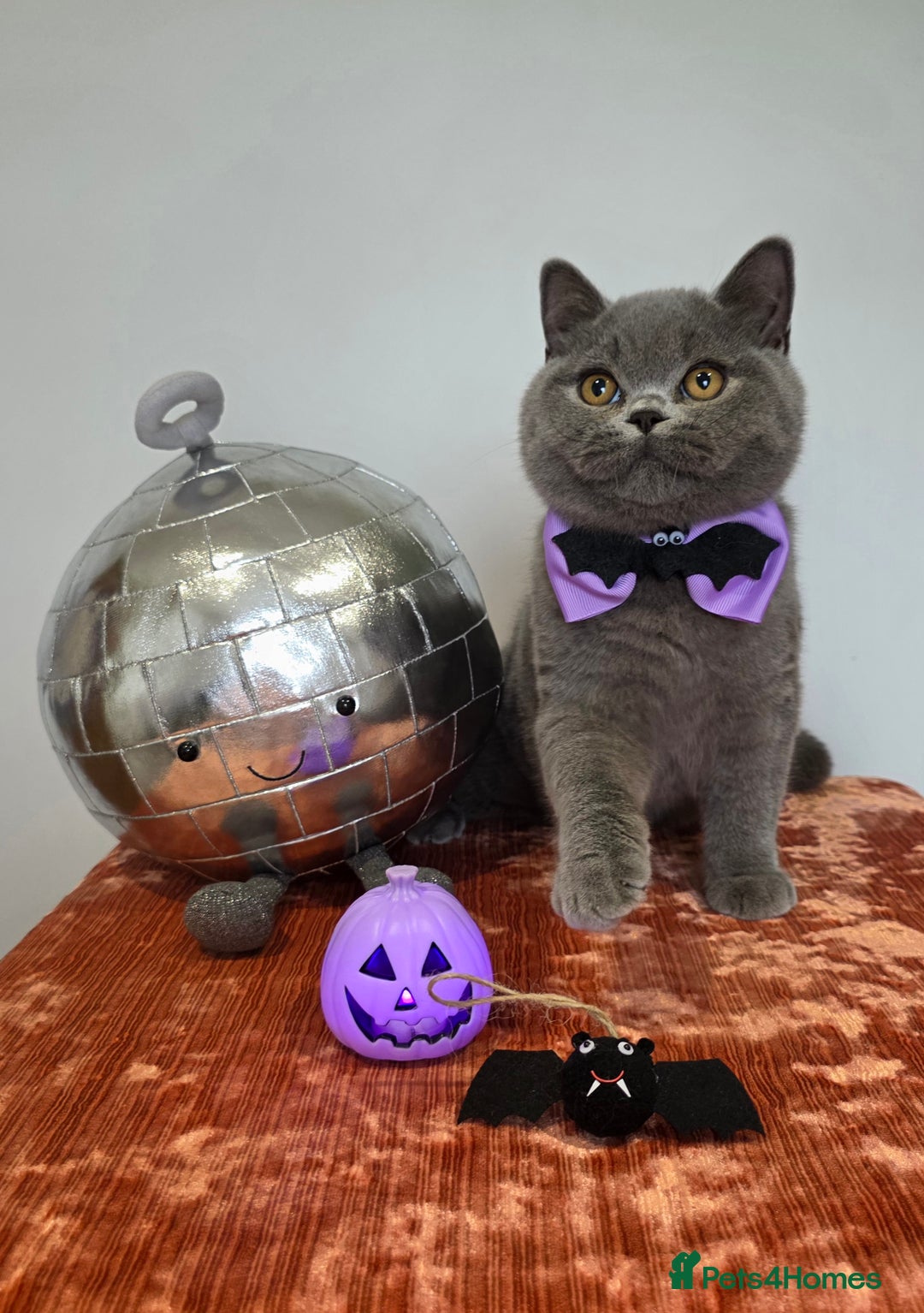 British Shorthair cats for sale: CHAMPION SIRED GCCF REG BSH BLUE MALE KITTEN - Image 2