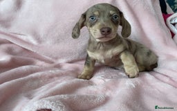 Miniature Dachshund dogs for sale: Beautiful Dachshund X - Image 14