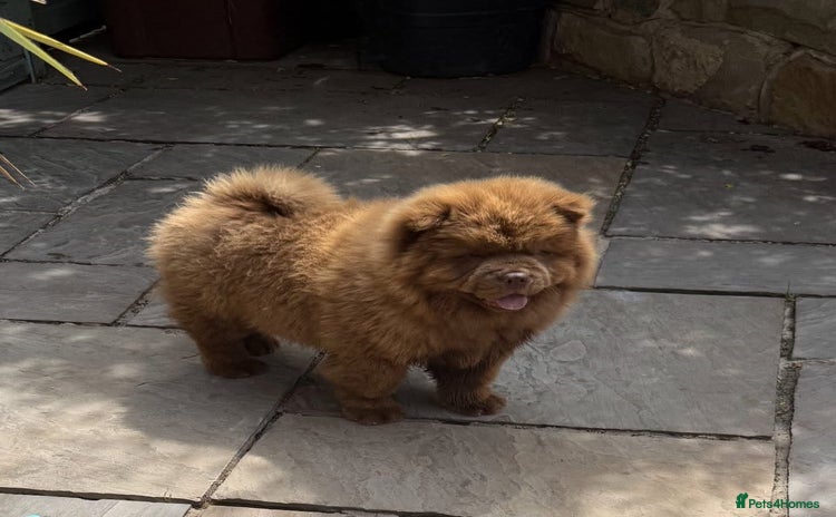 Chow Chow dogs - Advert 1