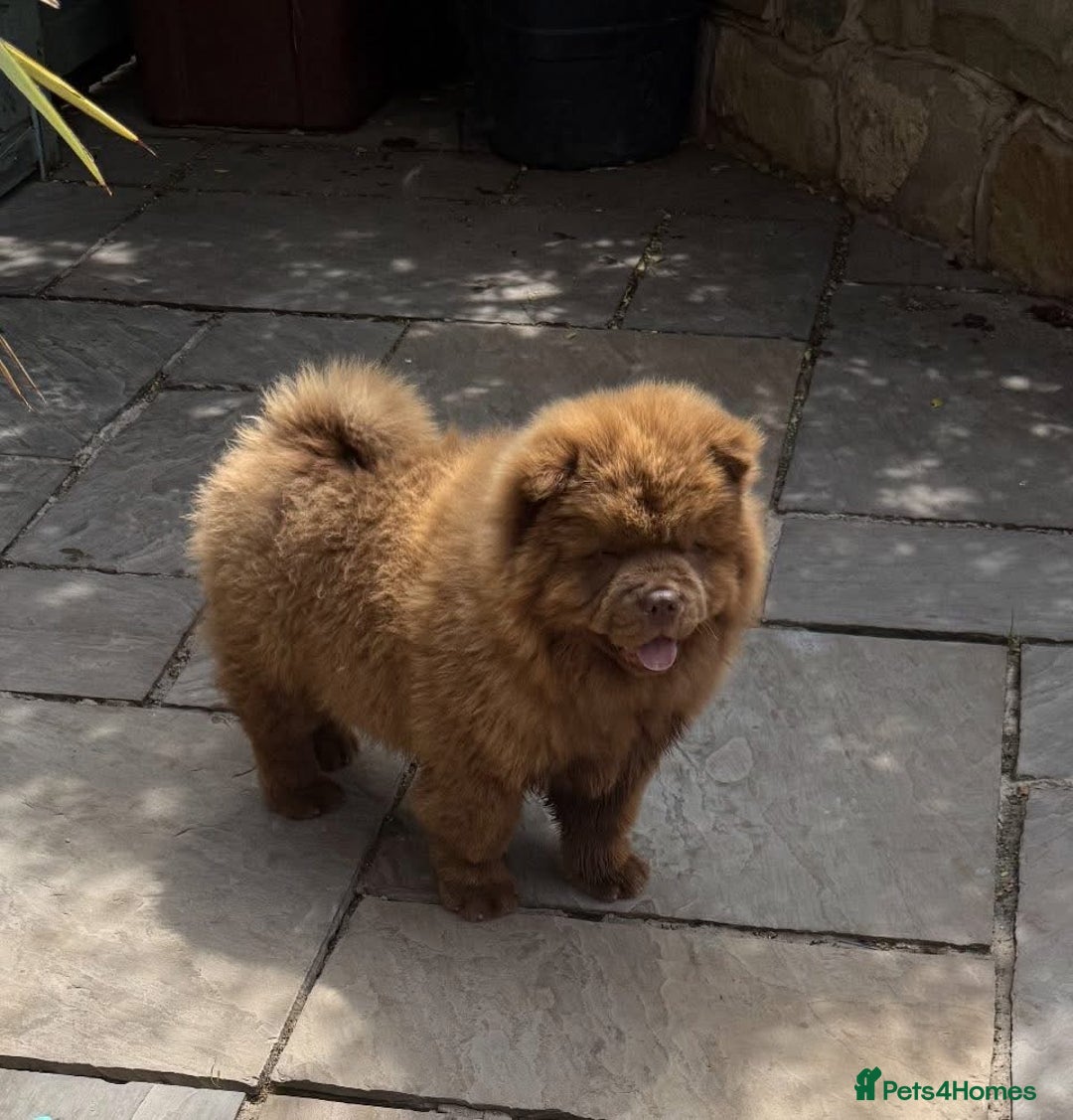 Chow Chow dogs for sale: Scooby chocolate chow  - Image 1