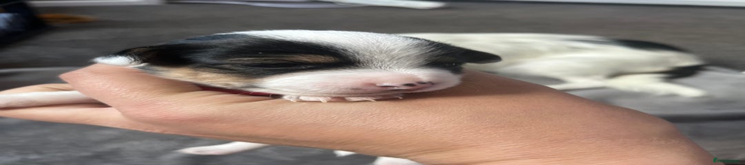 Jack Russell Puppy 7