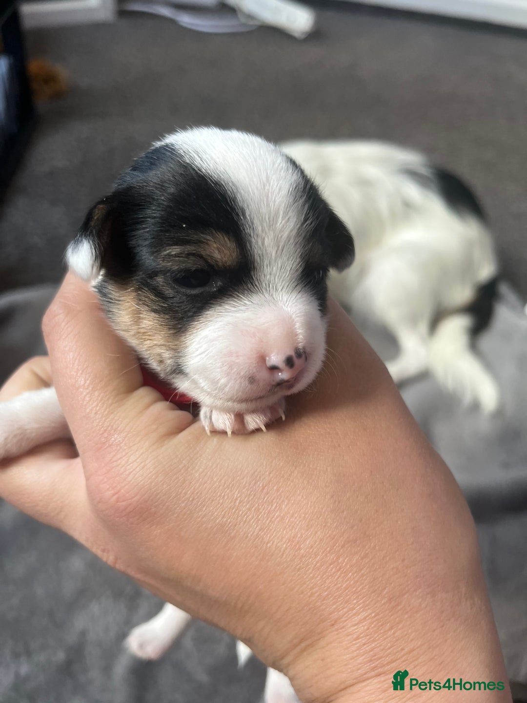 Jack Russell dogs for sale: Beautiful Jack Russell puppies for sale - Image 13