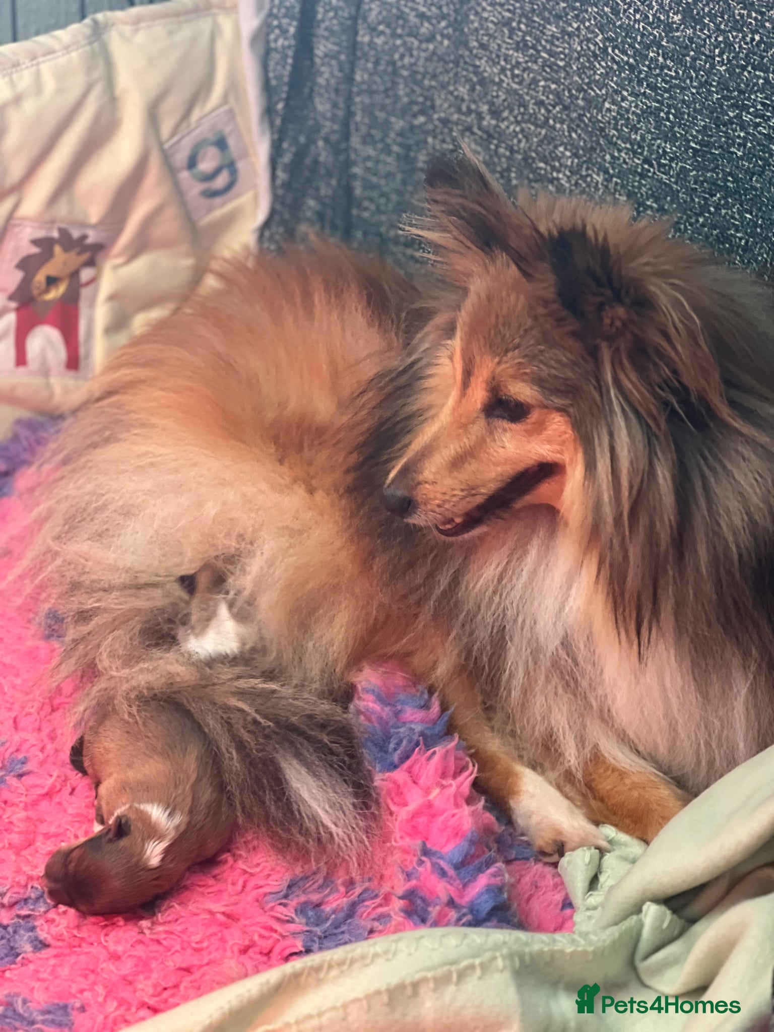 Shetland Sheepdog dogs Tow stunning little girls  - Advert 2