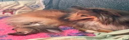 Shetland Sheepdog dogs for sale: Tow stunning little girls  - Advert 1