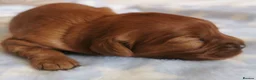 Cavapoo dogs for sale: Extensively health tested F1b Cavapoo puppies  - Advert 4