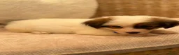 Shih Tzu dogs for sale: Shih tzu  - Advert 23