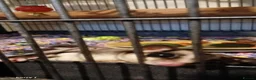 Sugar Glider rodents for sale: Bonded pair sugar gliders  in Boston - Advert 2