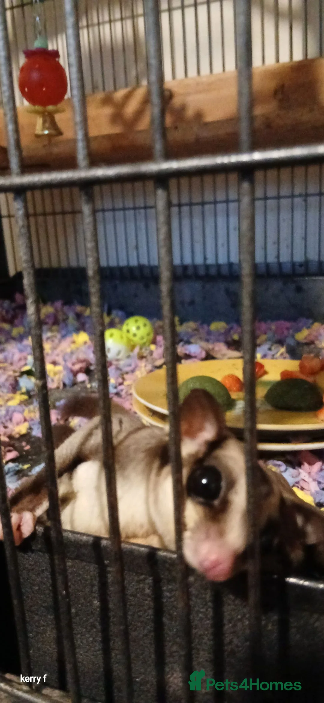 Sugar Glider rodents for sale: Bonded pair sugar gliders  in Boston - Advert 2
