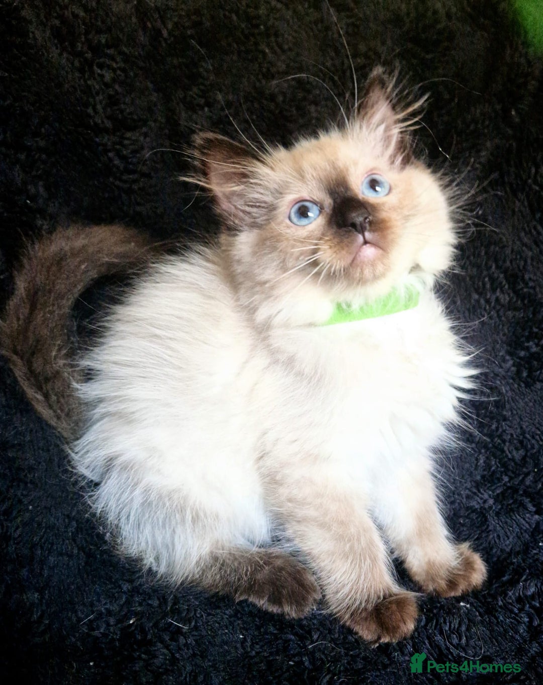 Ragdoll cats for sale: 1 LOVING RAGDOLL BOY is WAITING FOR LOVING HOME - Image 1