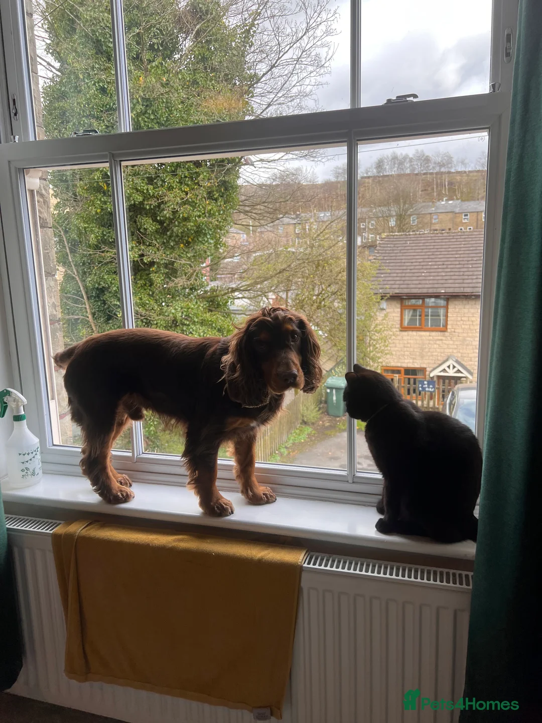 Cocker Spaniel dogs for stud: Working Cocker spaniel at stud - Advert 12