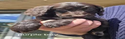 Cockapoo dogs for sale: Cockerpoo puppies F1 Reduced One Boy One Girl left - Advert 1