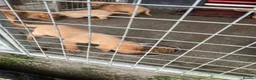 Labrador Retriever dogs for sale: KC Registered Fox Red Puppies in Dunkeld - Advert 10