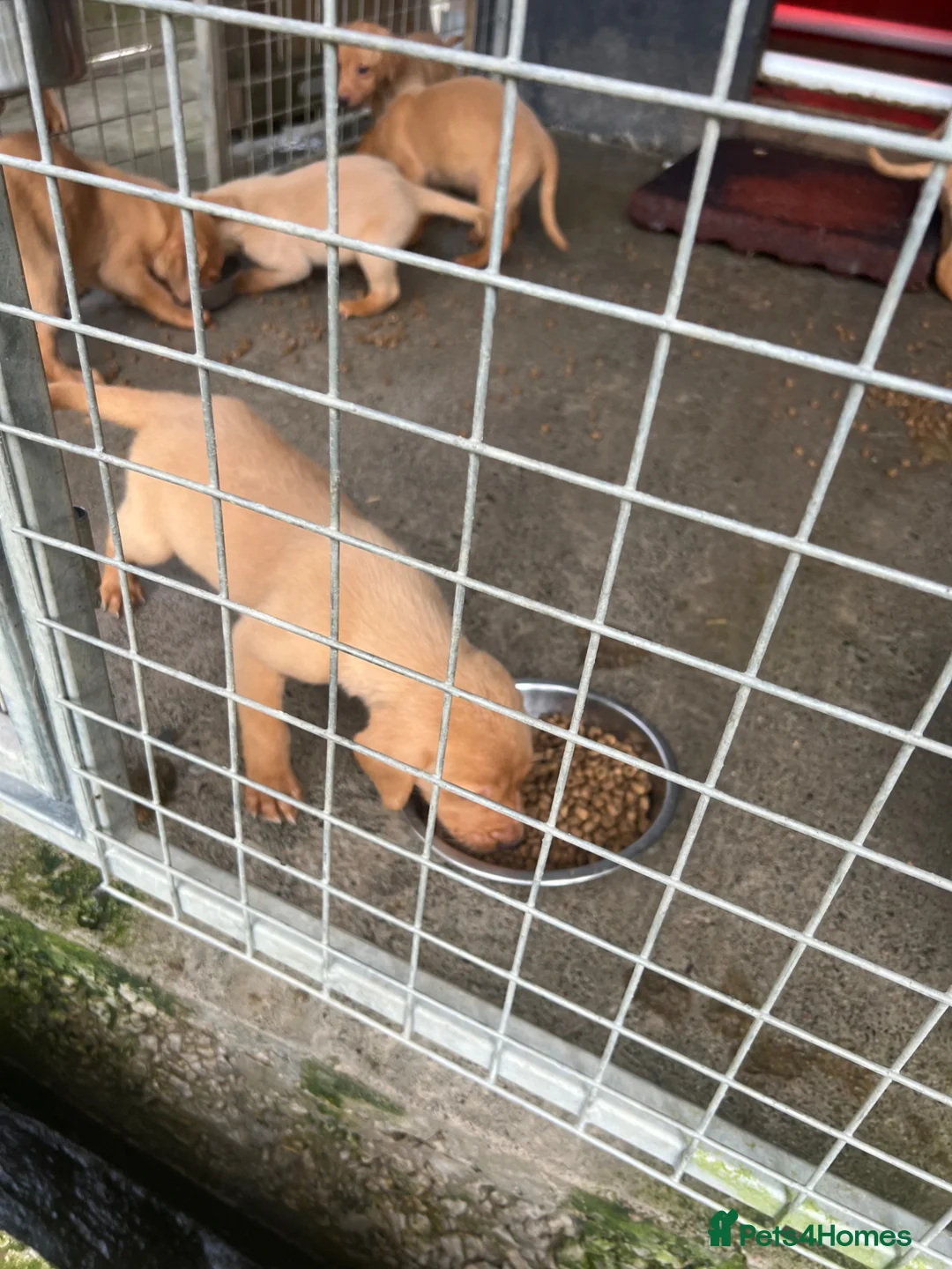 Labrador Retriever dogs for sale: KC Registered Fox Red Puppies in Dunkeld - Advert 10