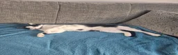 Domestic Shorthair cats for sale: Domestic short-haired female 6 yrs  in Plymouth - Advert 5