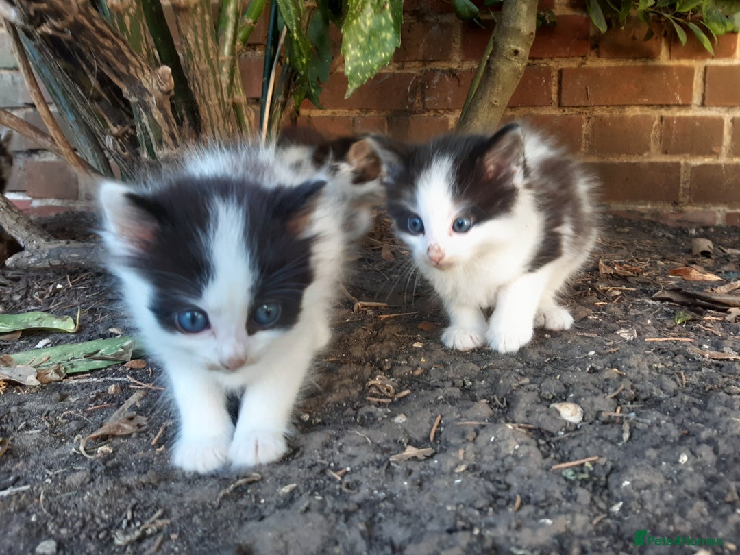 Mixed Breed cats for sale: 6 Kittens Available to take home today 😸  - Image 25