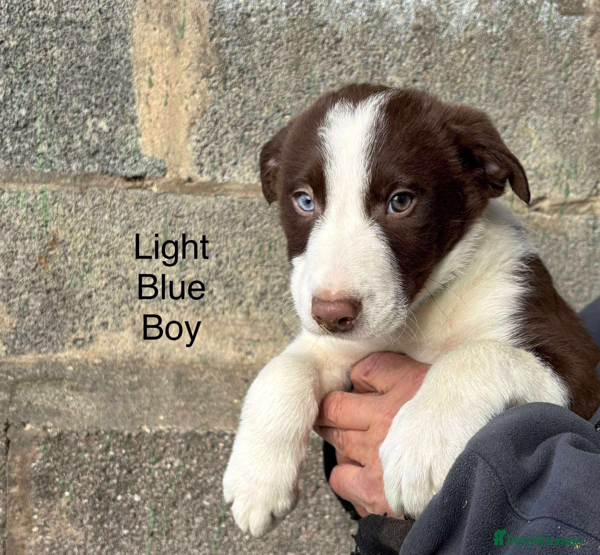 Border Collie dogs for sale: Border Collie Puppies - Advert 2